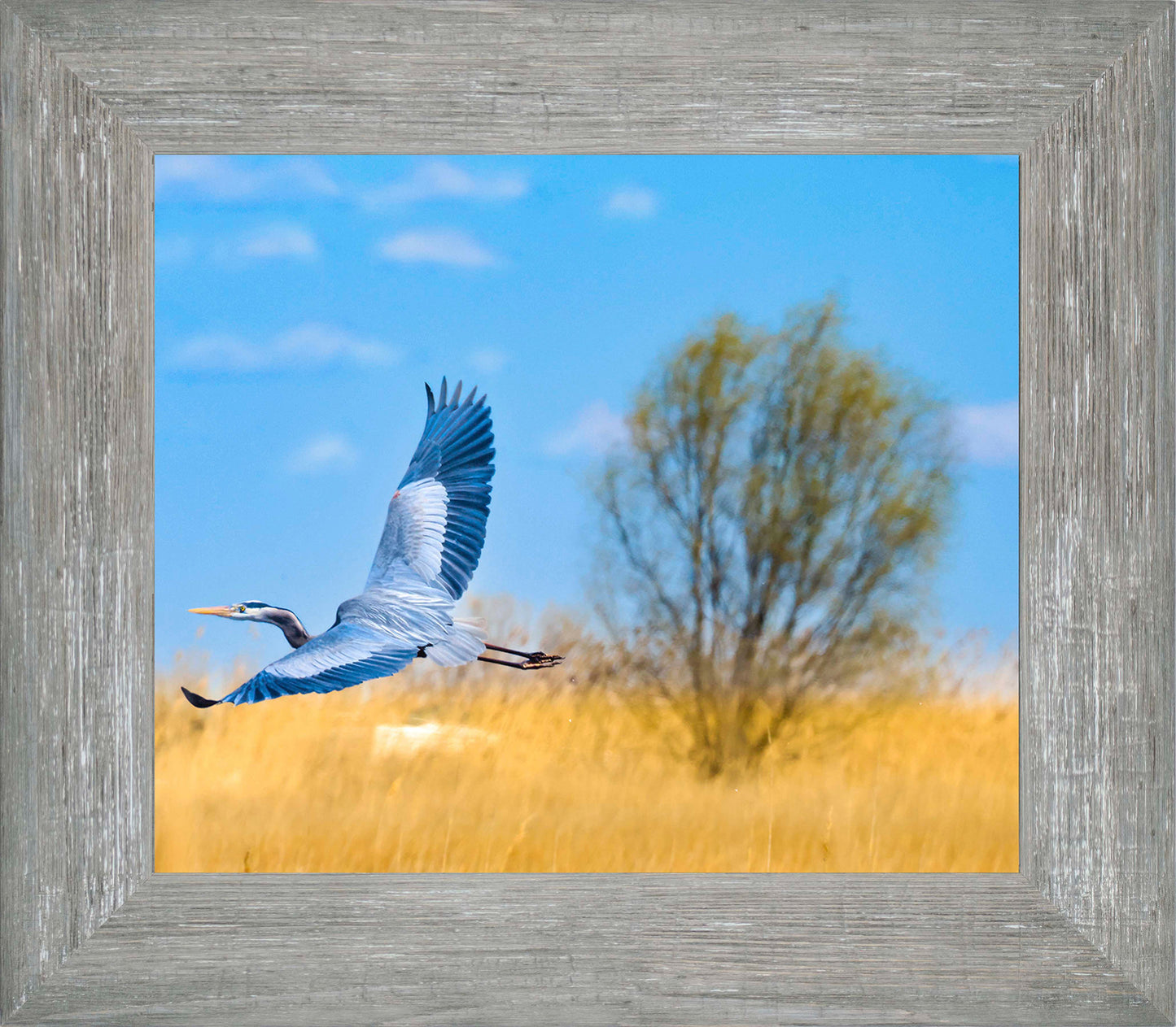 Messick Heron in Flight -- Digital Print