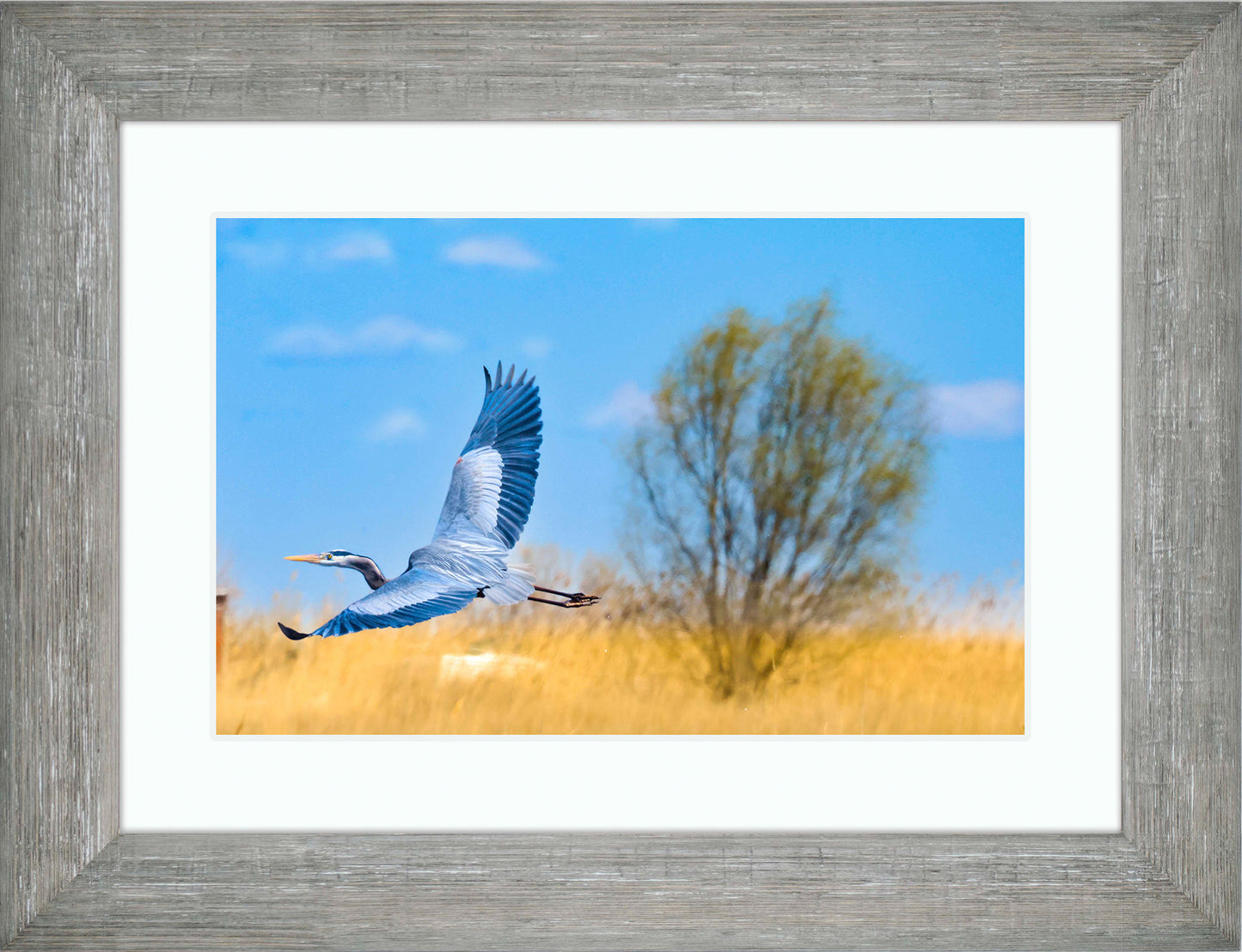 Messick Heron in Flight -- Digital Print