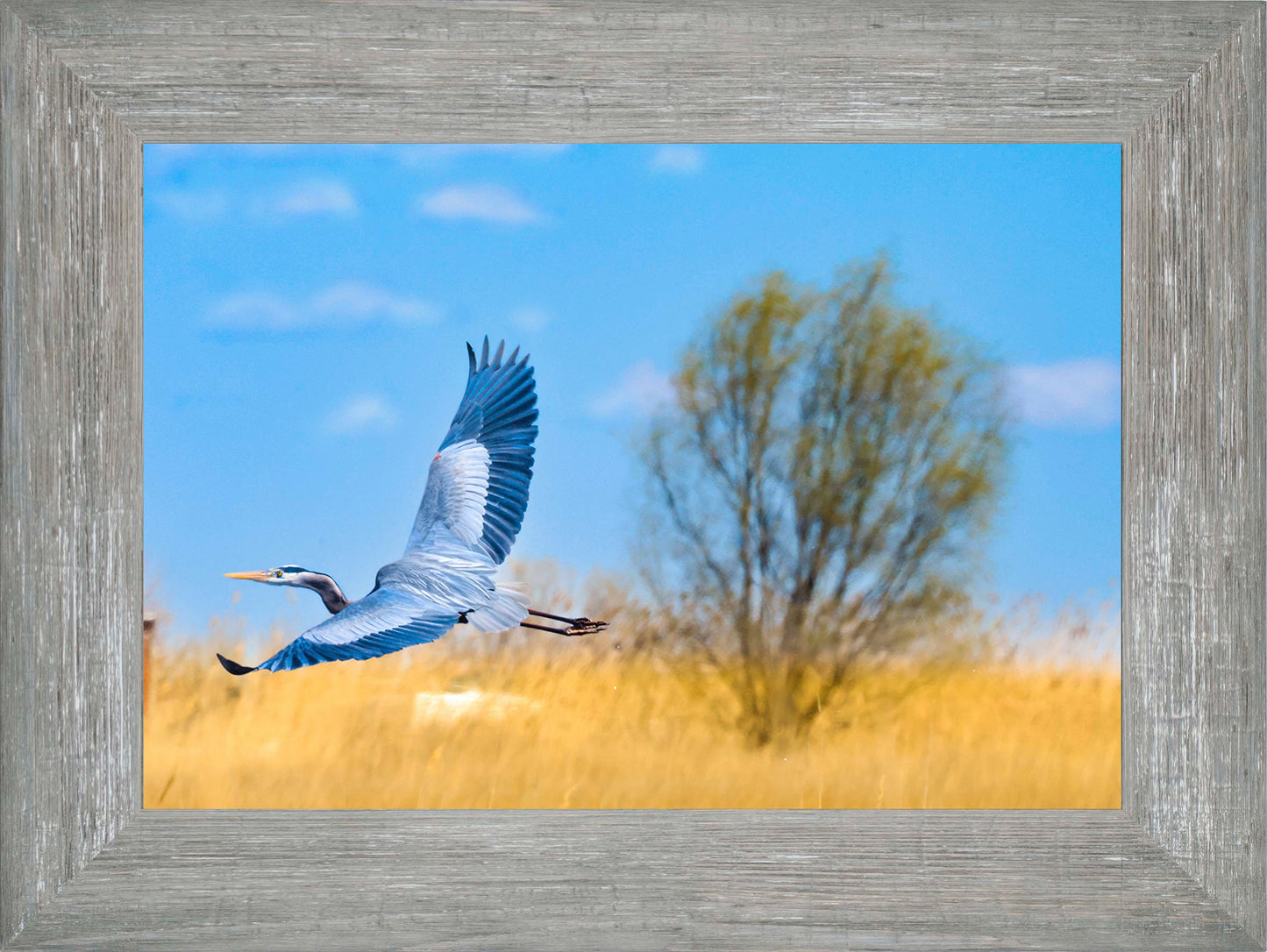Messick Heron in Flight -- Digital Print