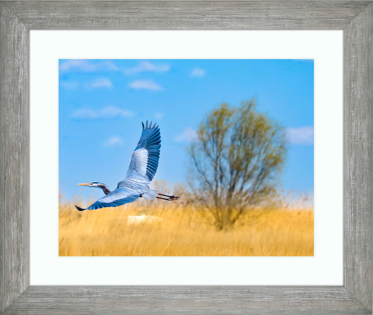 Messick Heron in Flight -- Digital Print