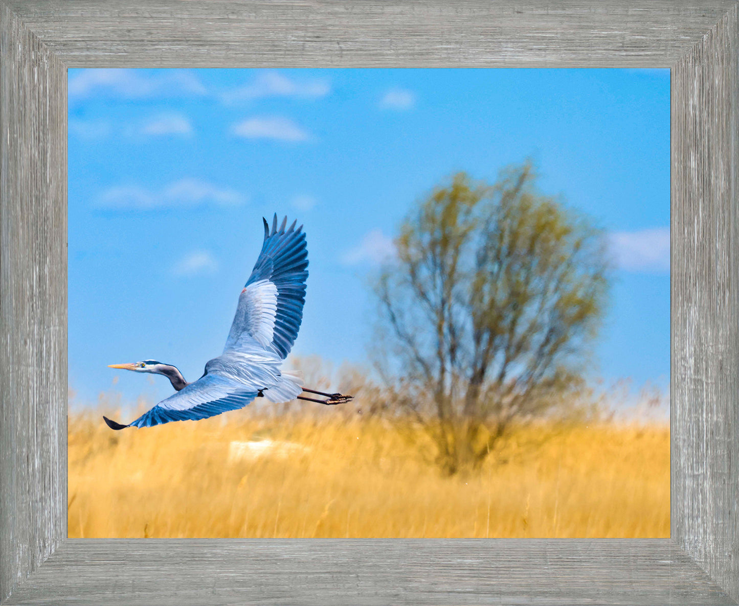 Messick Heron in Flight -- Digital Print