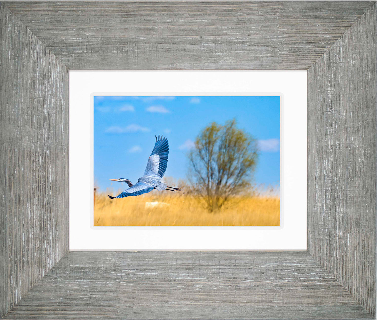 Messick Heron in Flight -- Digital Print