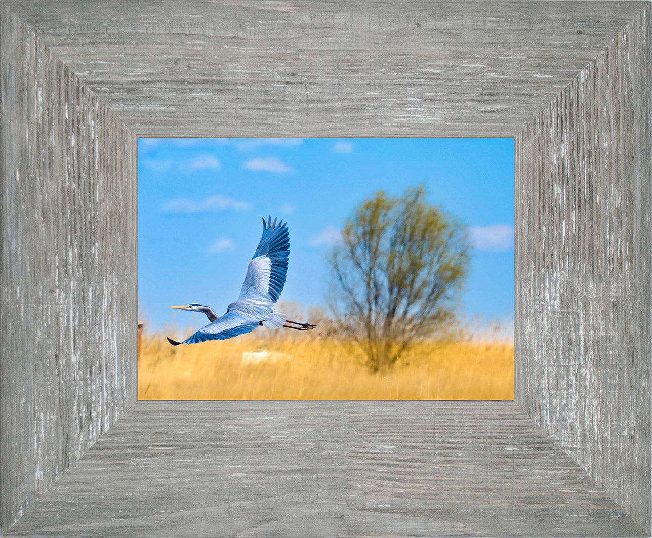 Messick Heron in Flight -- Digital Print