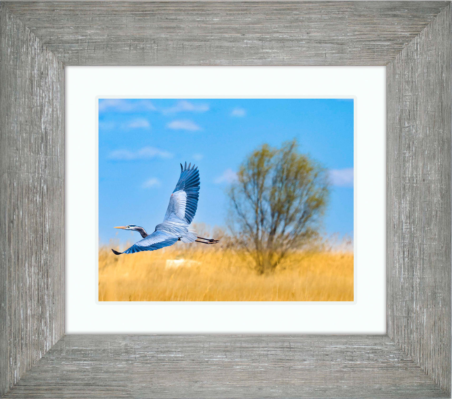 Messick Heron in Flight -- Digital Print