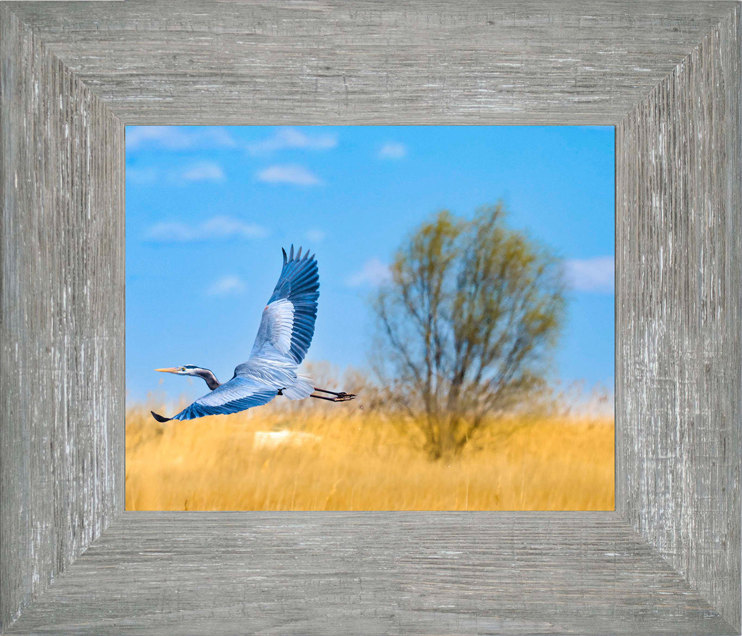 Messick Heron in Flight -- Digital Print