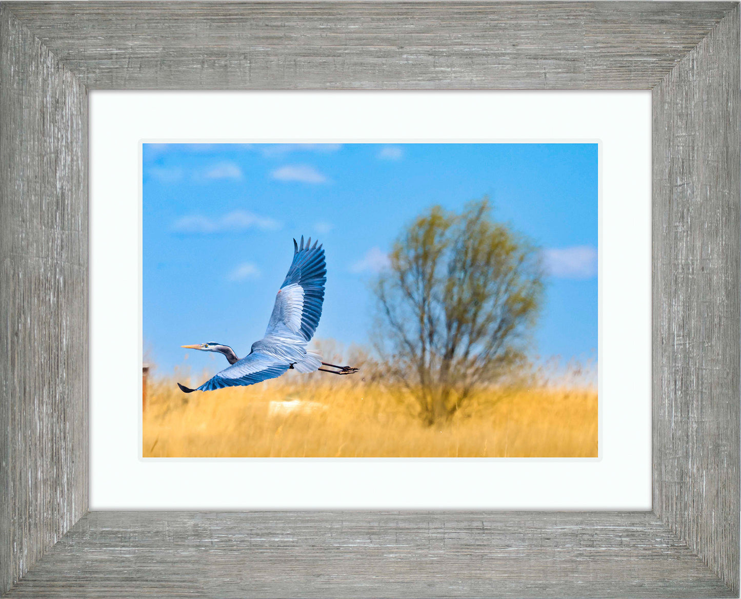 Messick Heron in Flight -- Digital Print