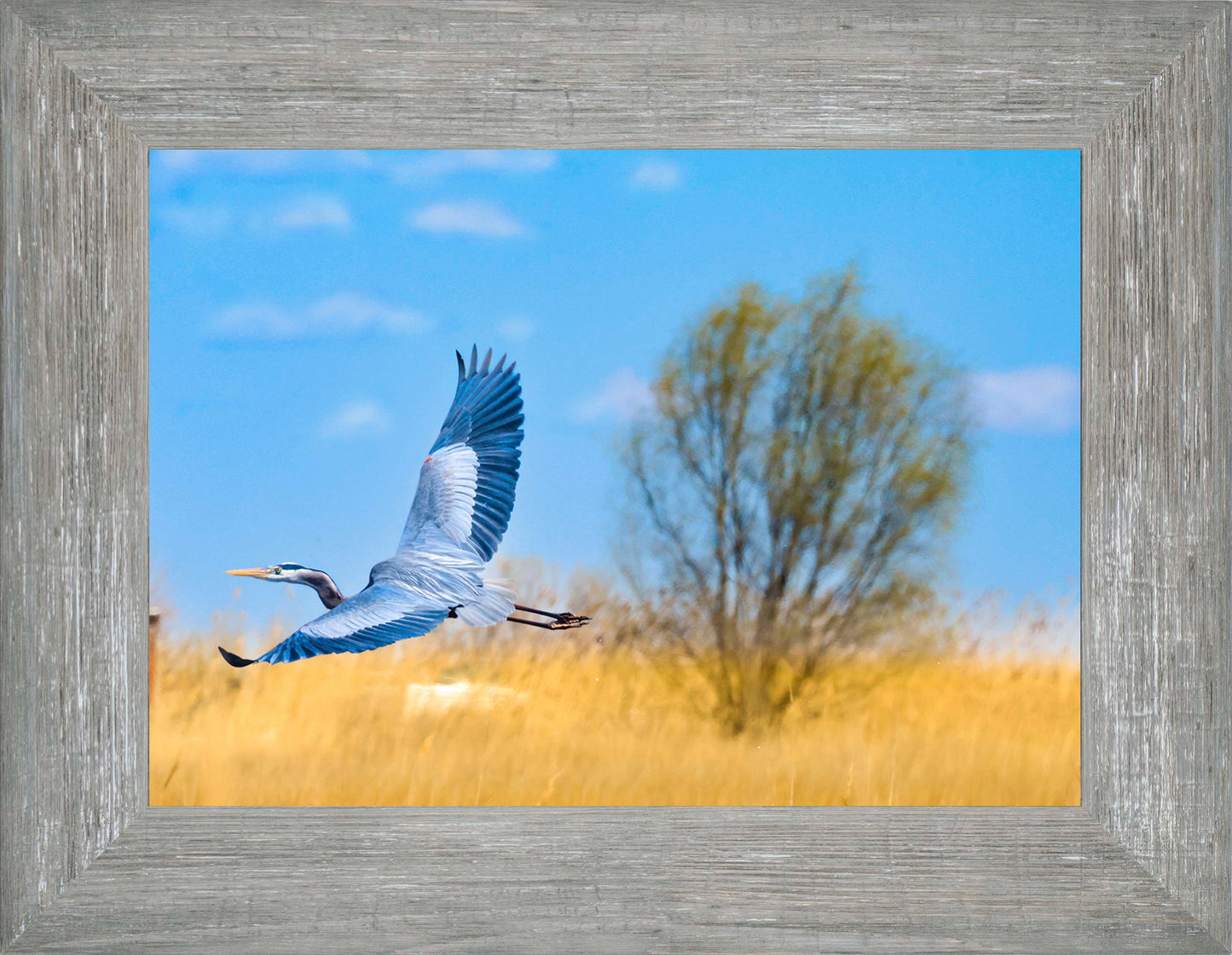 Messick Heron in Flight -- Digital Print