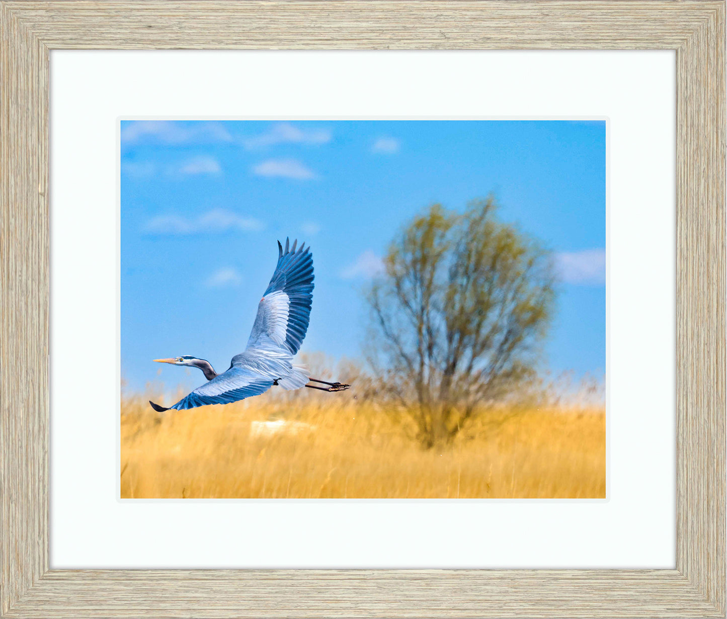 Messick Heron in Flight -- Digital Print
