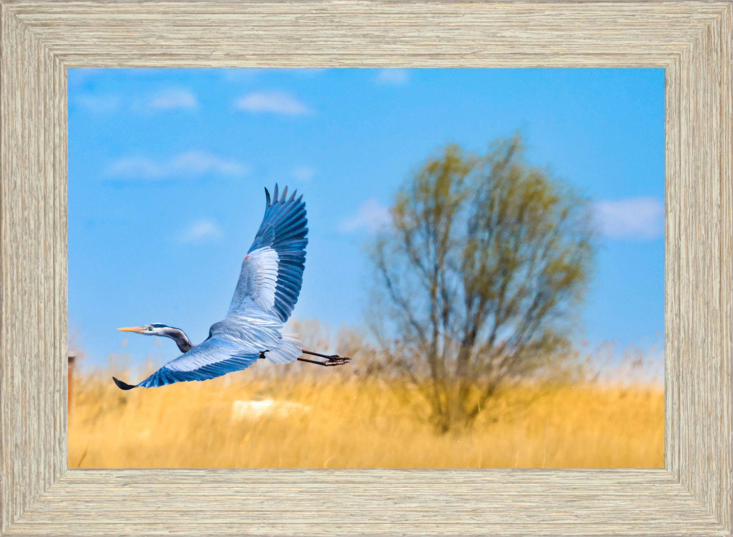 Messick Heron in Flight -- Digital Print