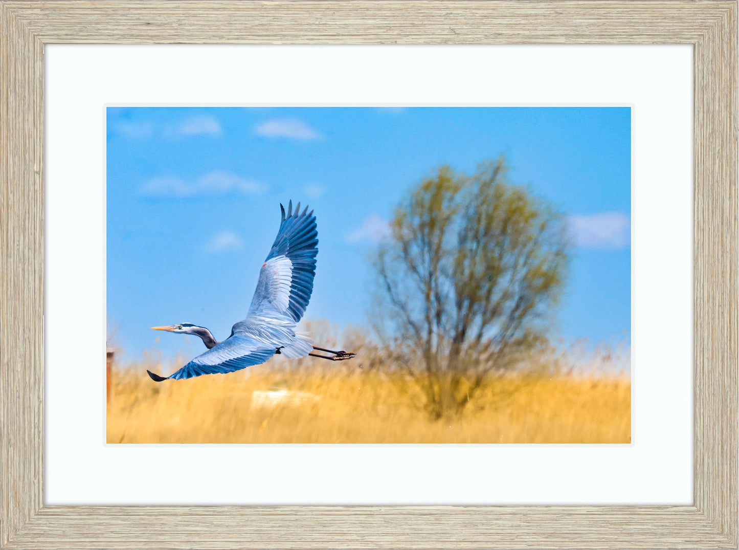 Messick Heron in Flight -- Digital Print