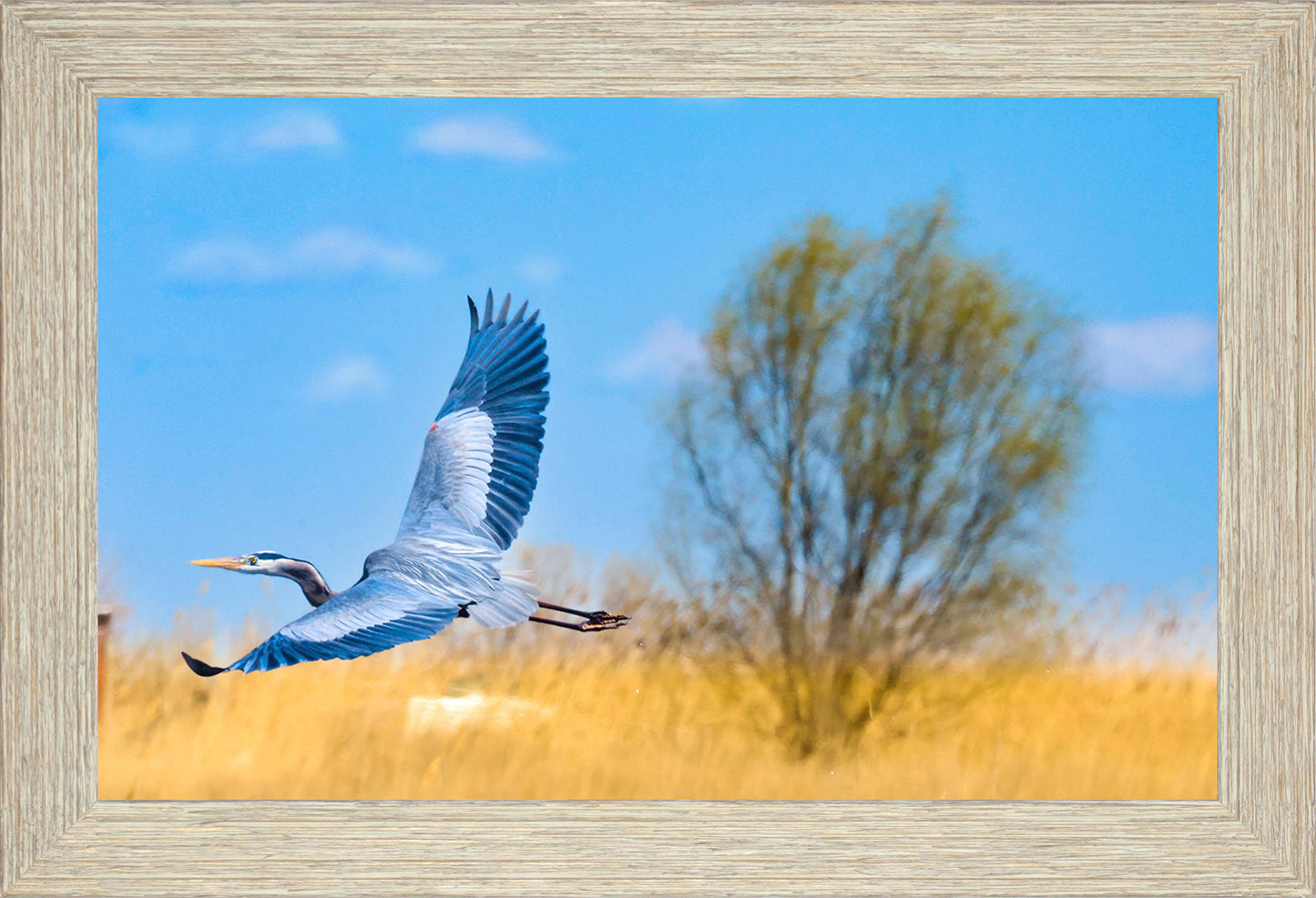 Messick Heron in Flight -- Digital Print