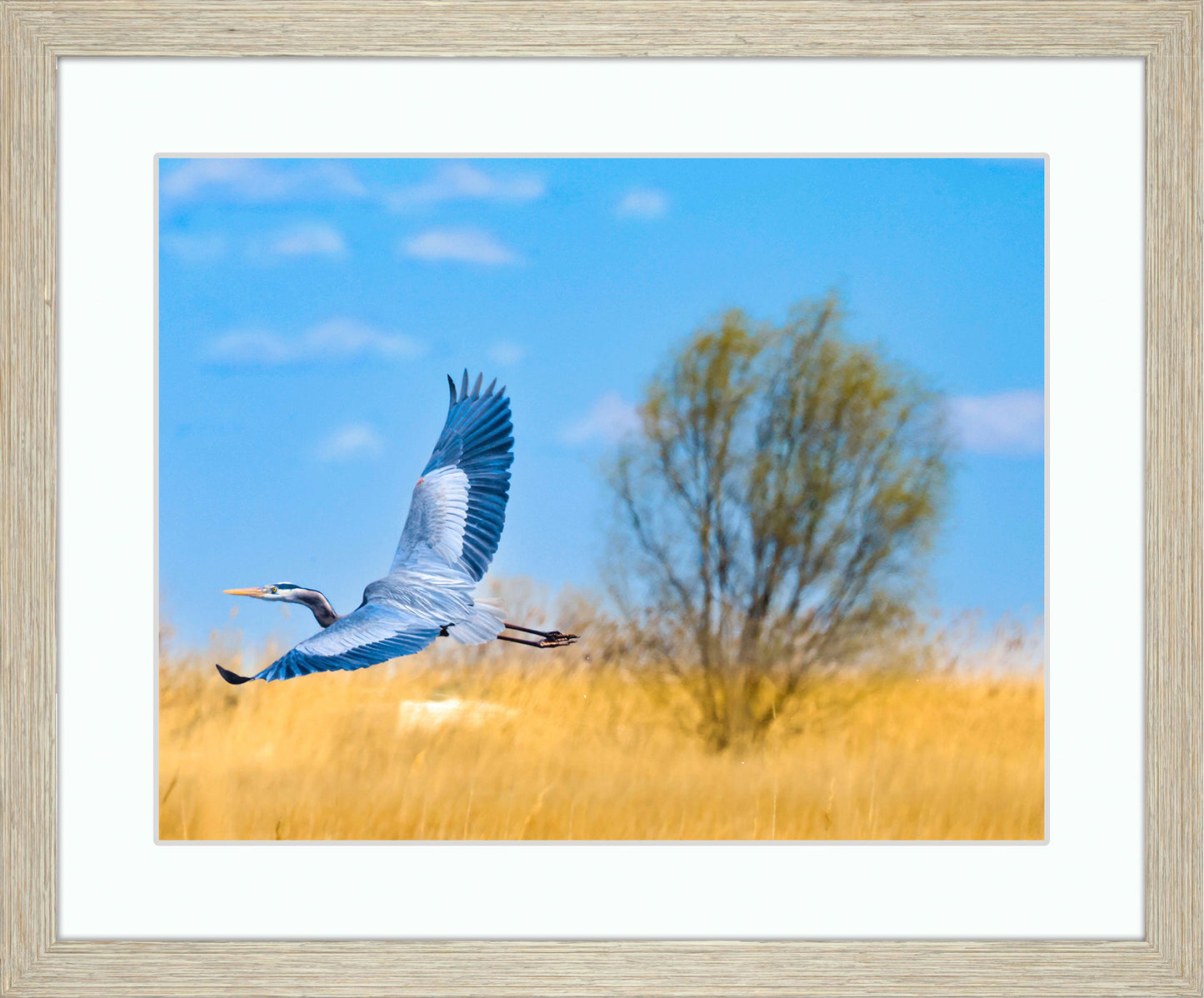 Messick Heron in Flight -- Digital Print