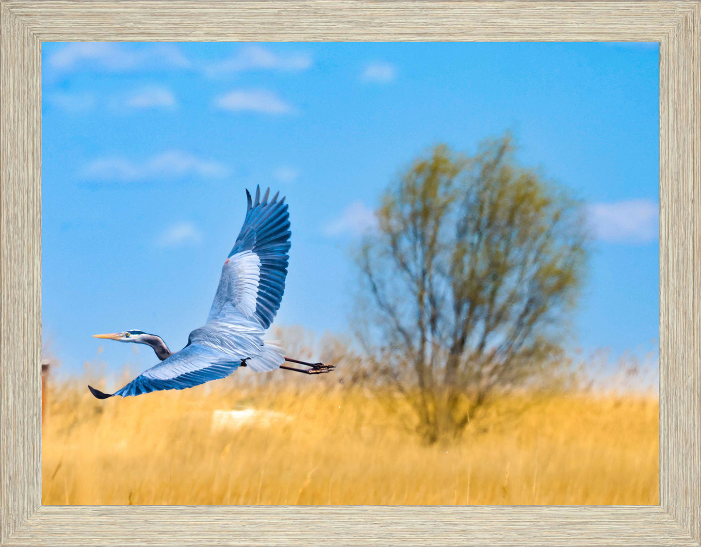 Messick Heron in Flight -- Digital Print