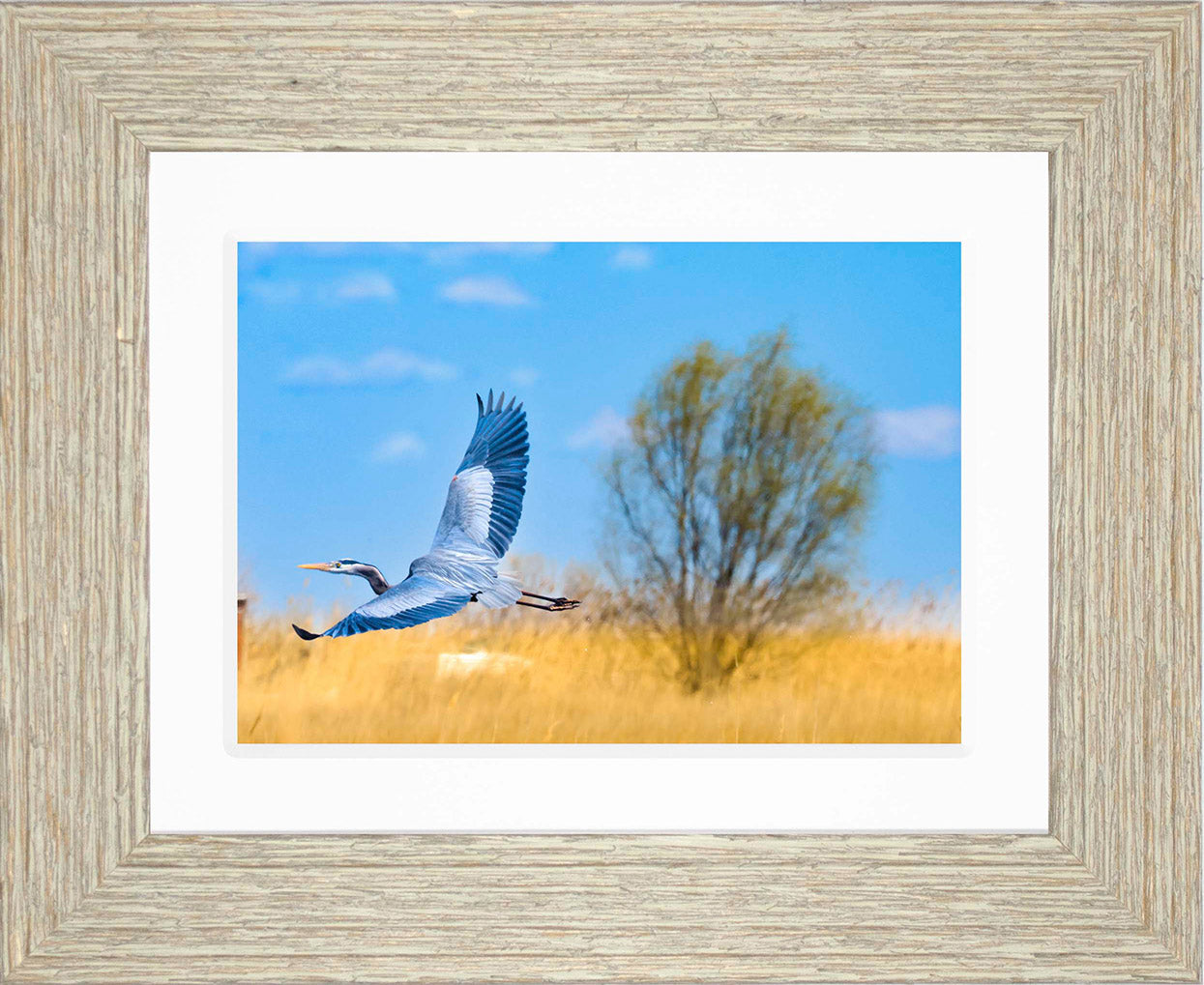 Messick Heron in Flight -- Digital Print