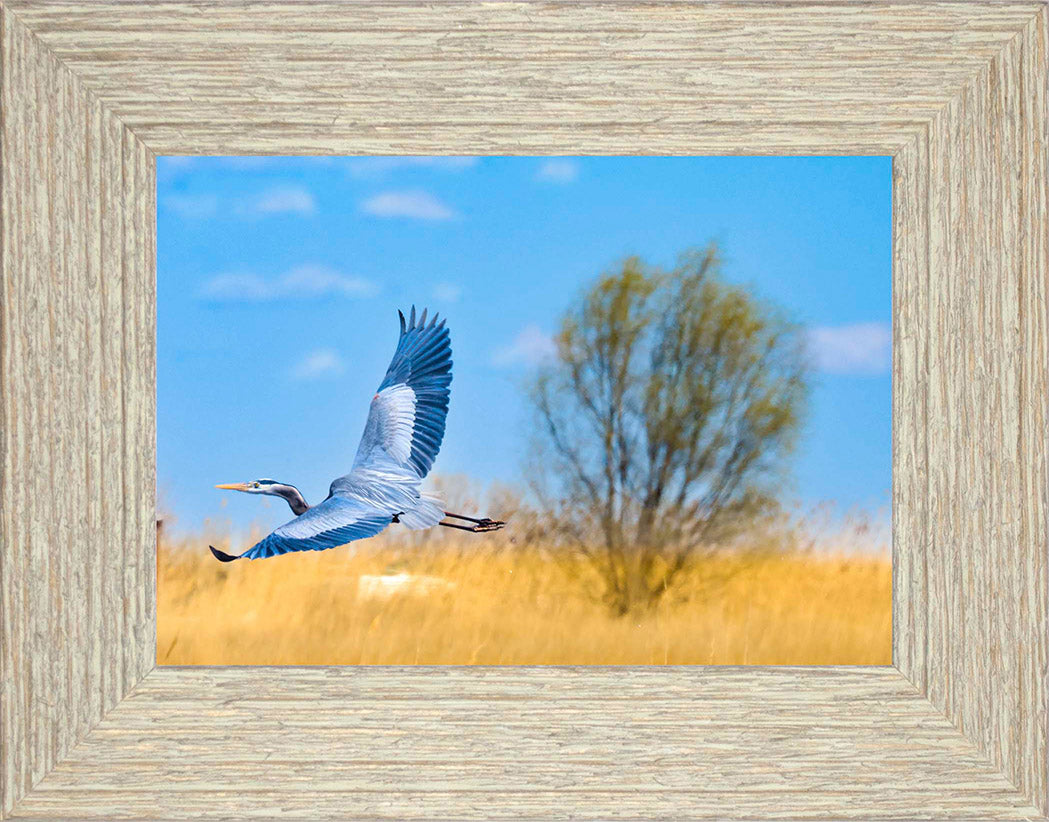 Messick Heron in Flight -- Digital Print