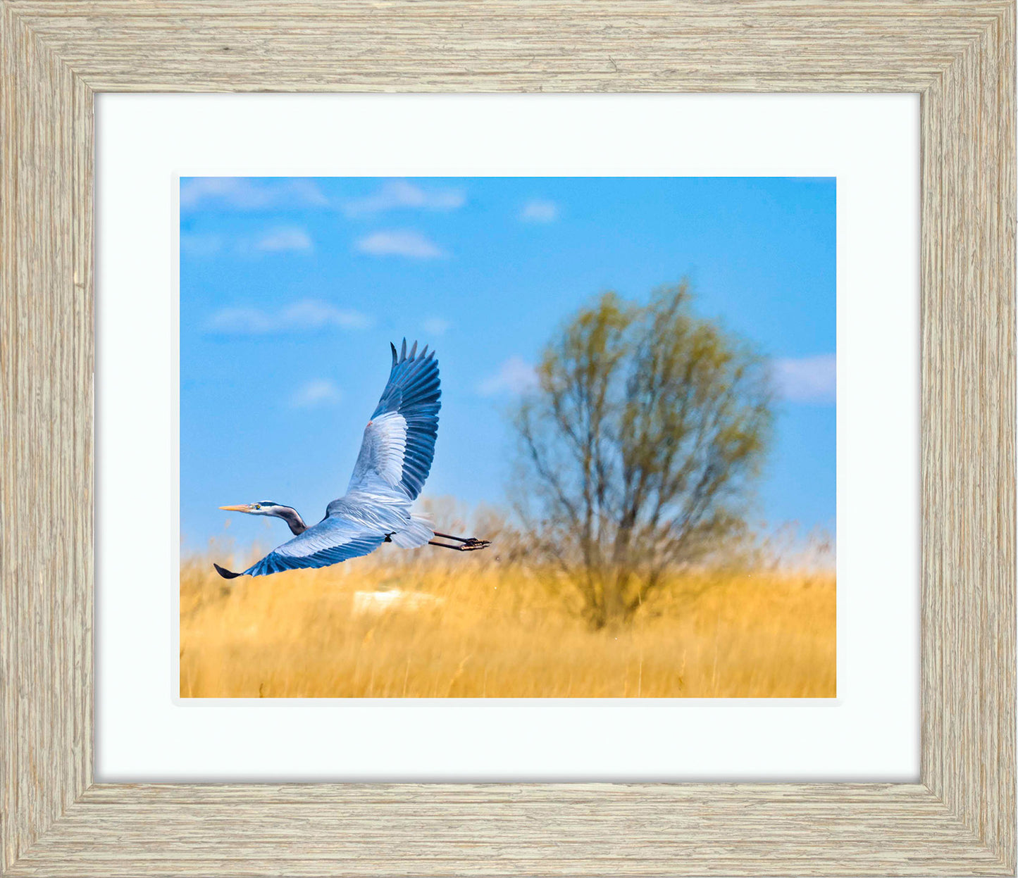 Messick Heron in Flight -- Digital Print