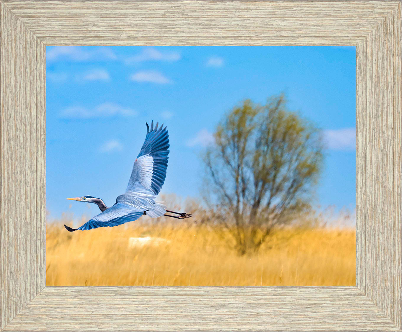 Messick Heron in Flight -- Digital Print