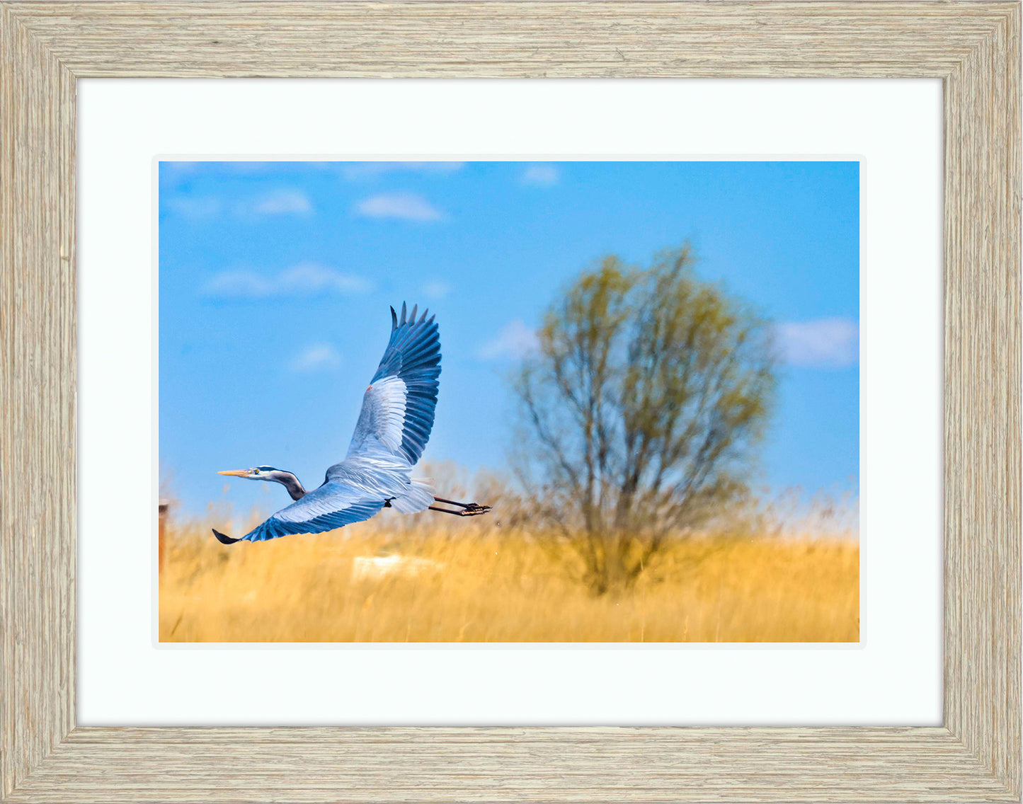 Messick Heron in Flight -- Digital Print