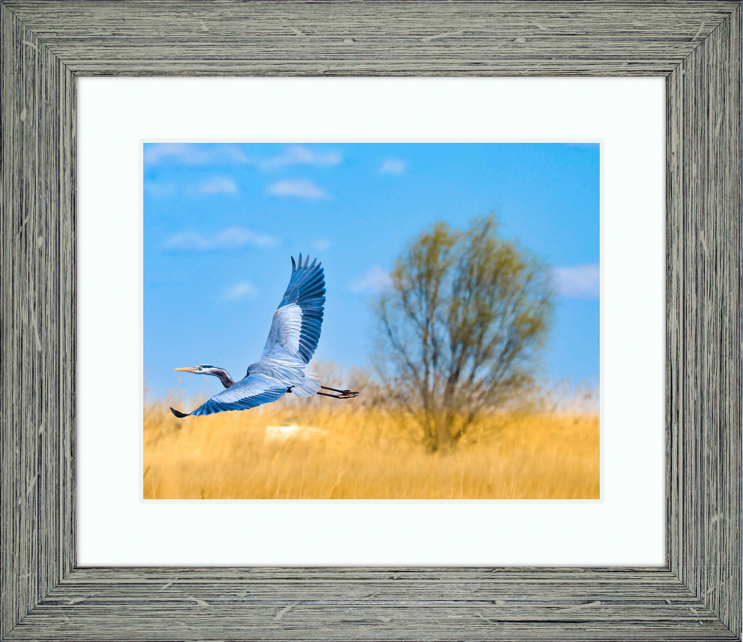 Messick Heron in Flight -- Digital Print