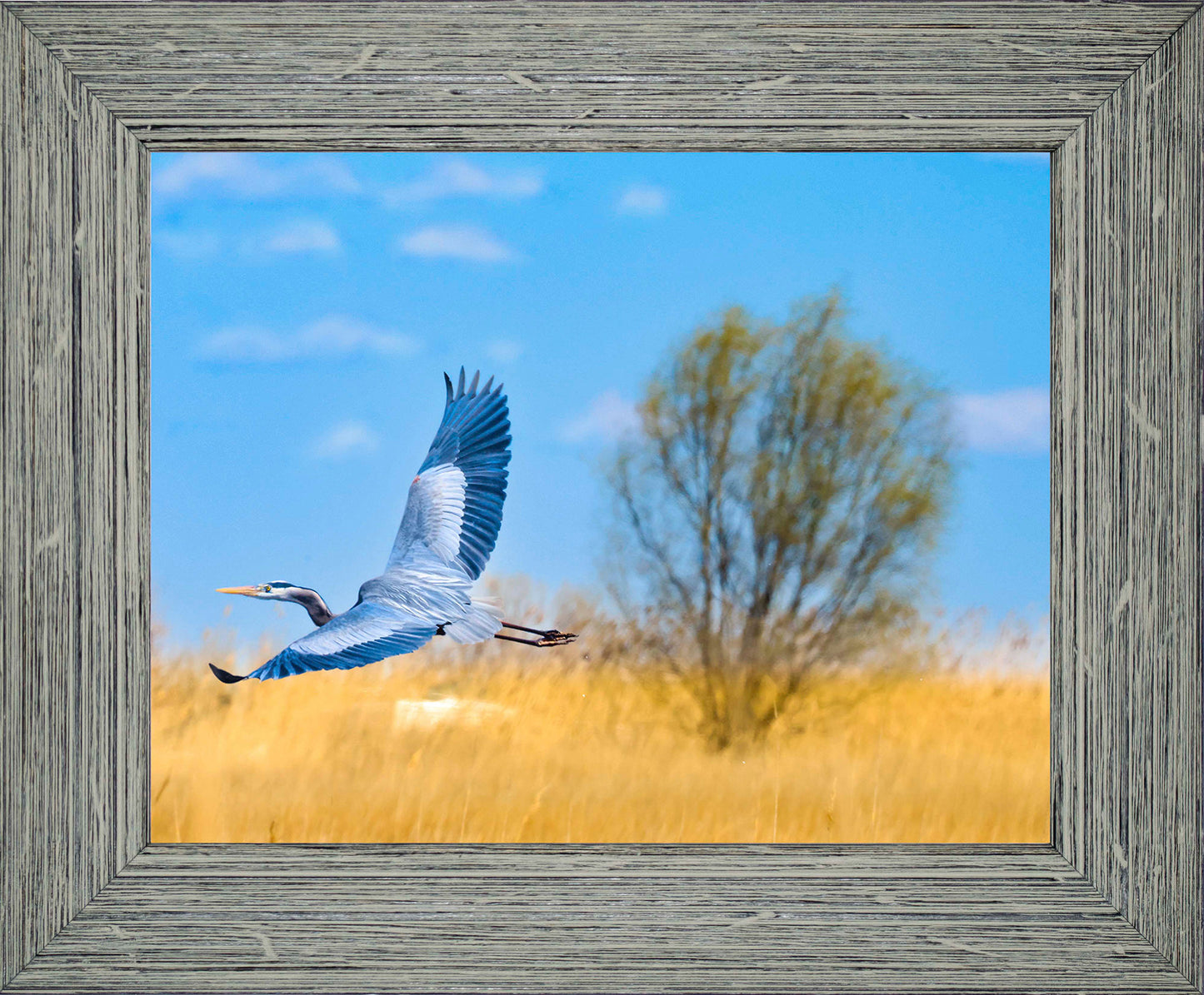Messick Heron in Flight -- Digital Print