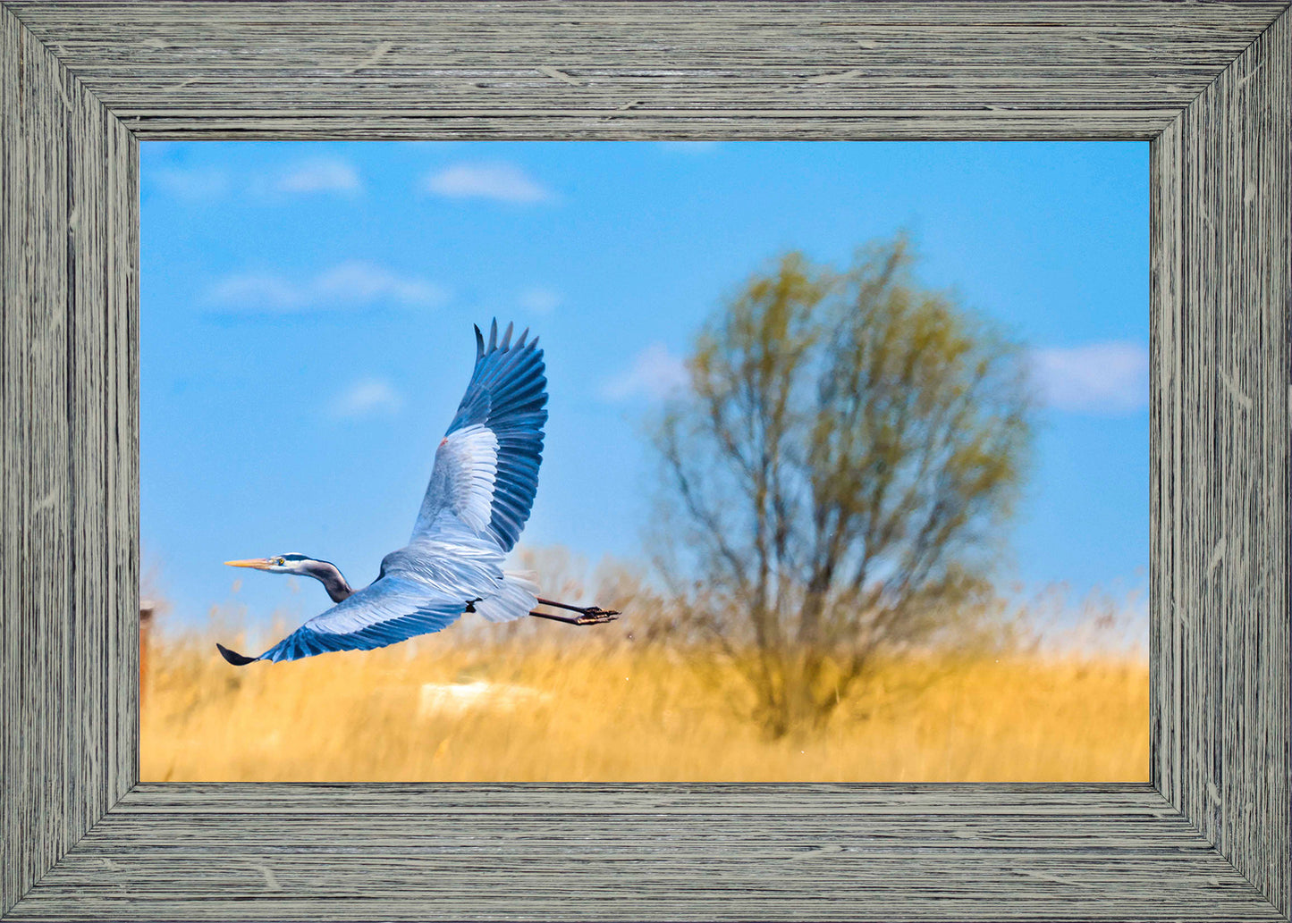 Messick Heron in Flight -- Digital Print