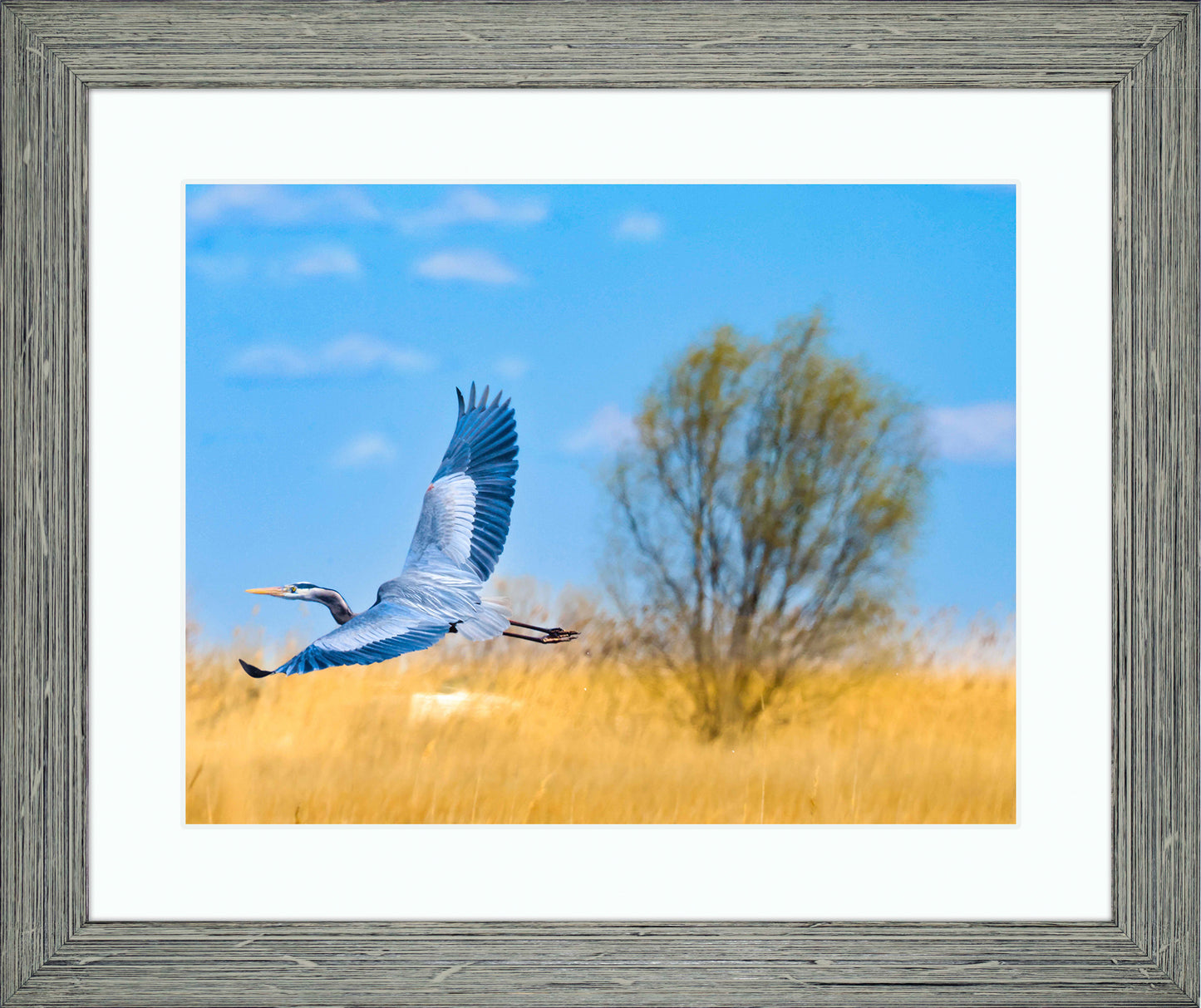 Messick Heron in Flight -- Digital Print