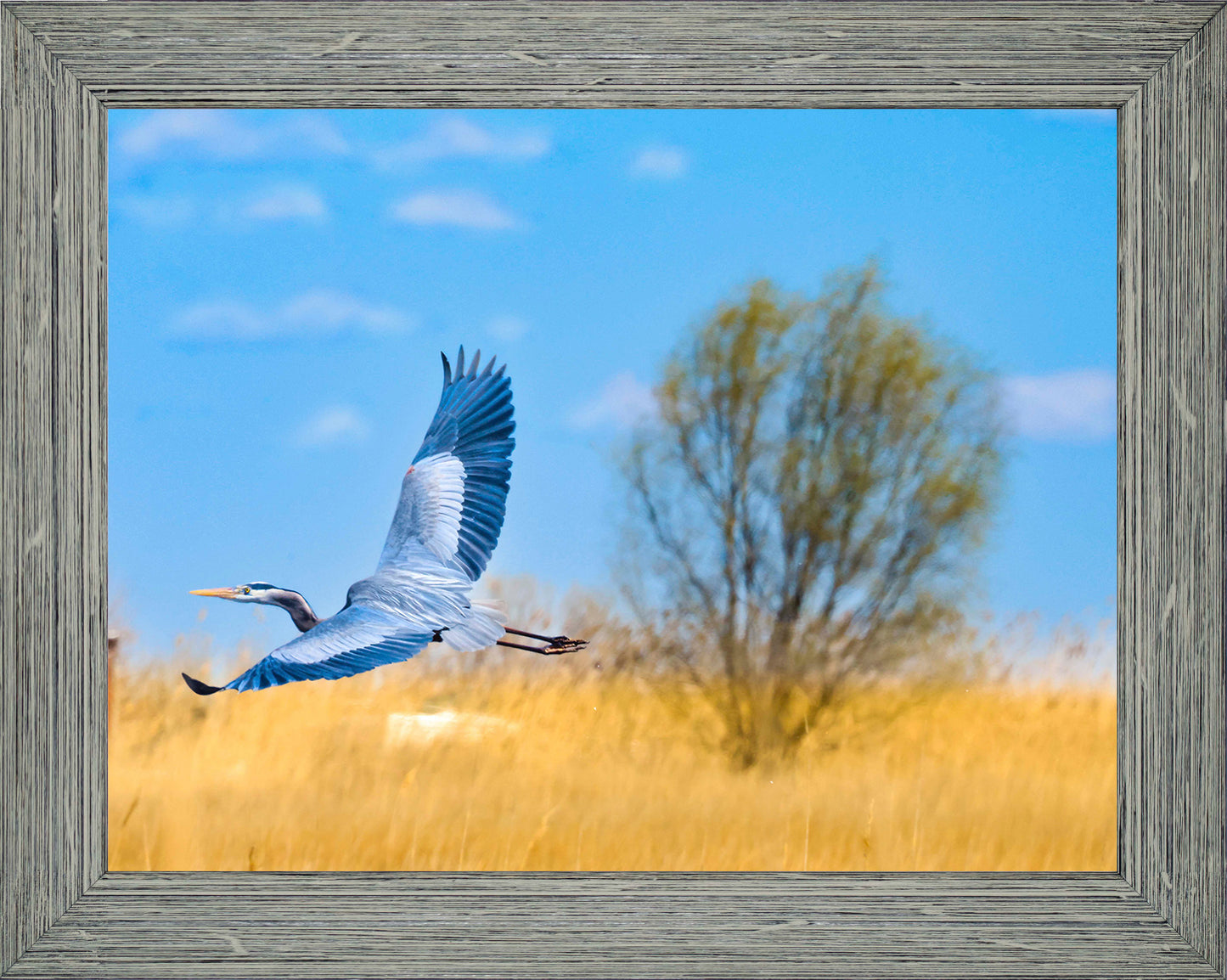 Messick Heron in Flight -- Digital Print