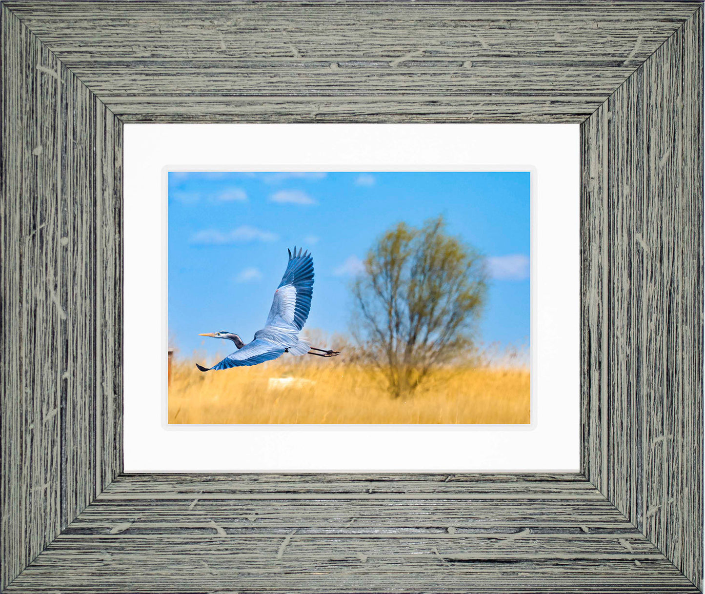 Messick Heron in Flight -- Digital Print
