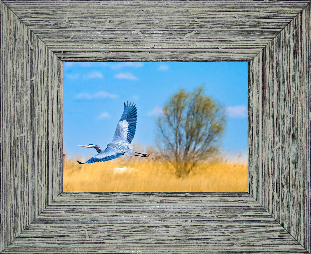 Messick Heron in Flight -- Digital Print