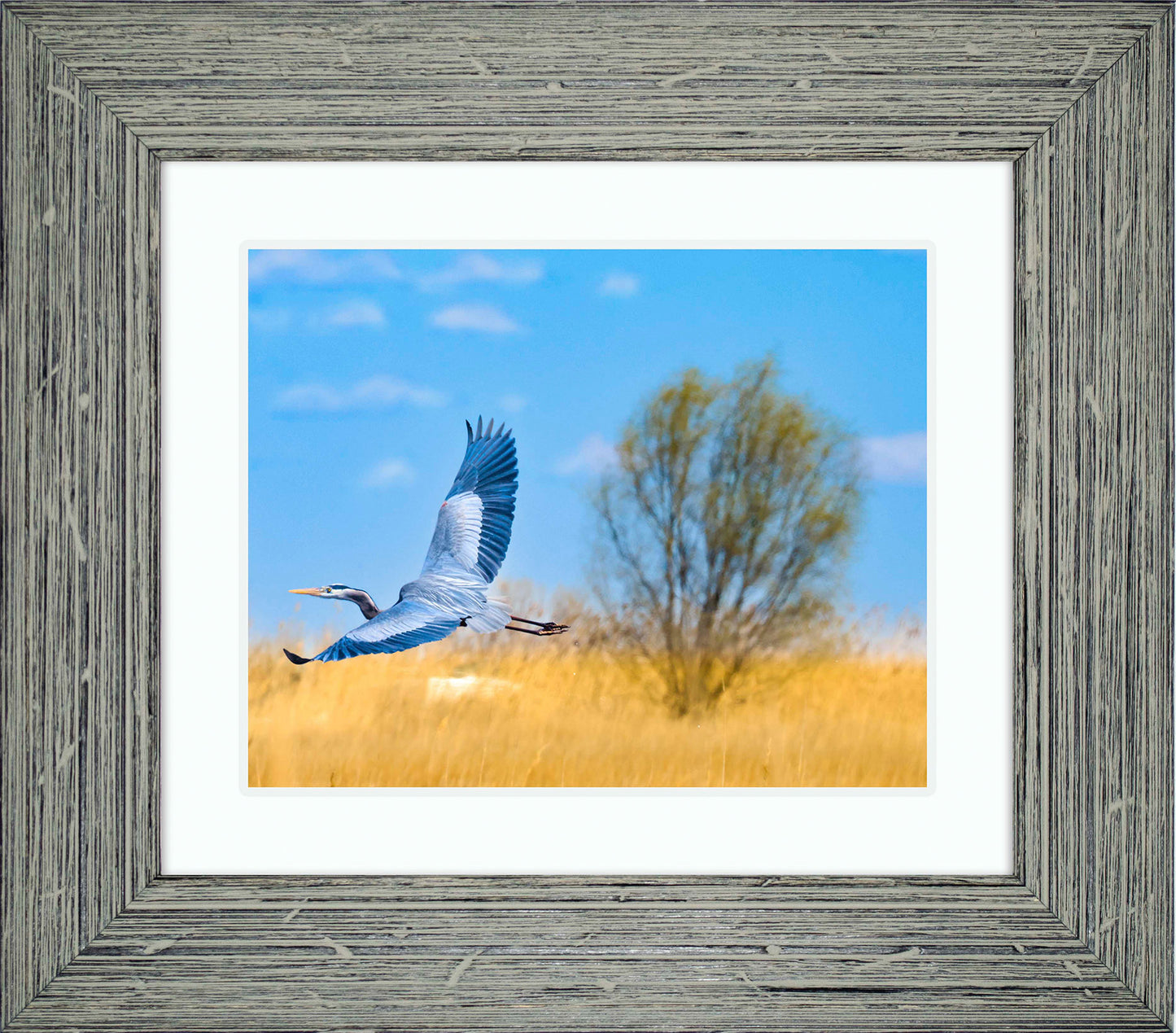 Messick Heron in Flight -- Digital Print