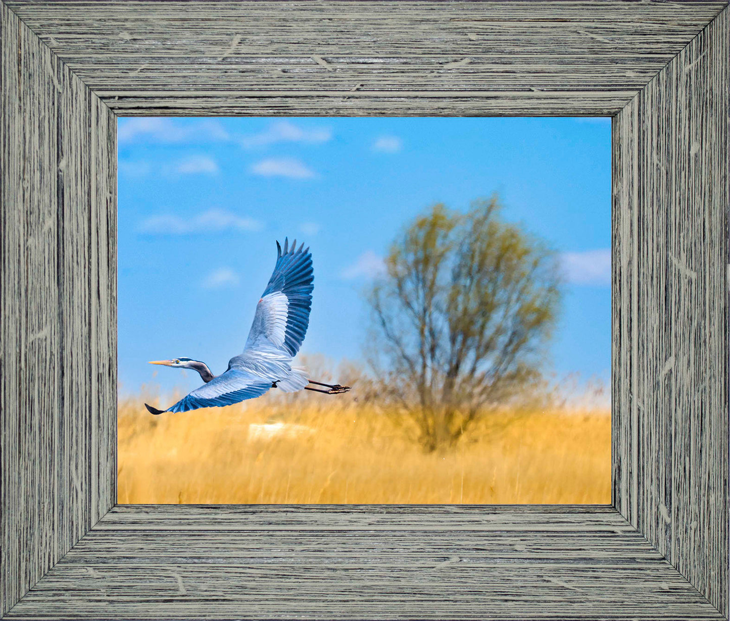 Messick Heron in Flight -- Digital Print