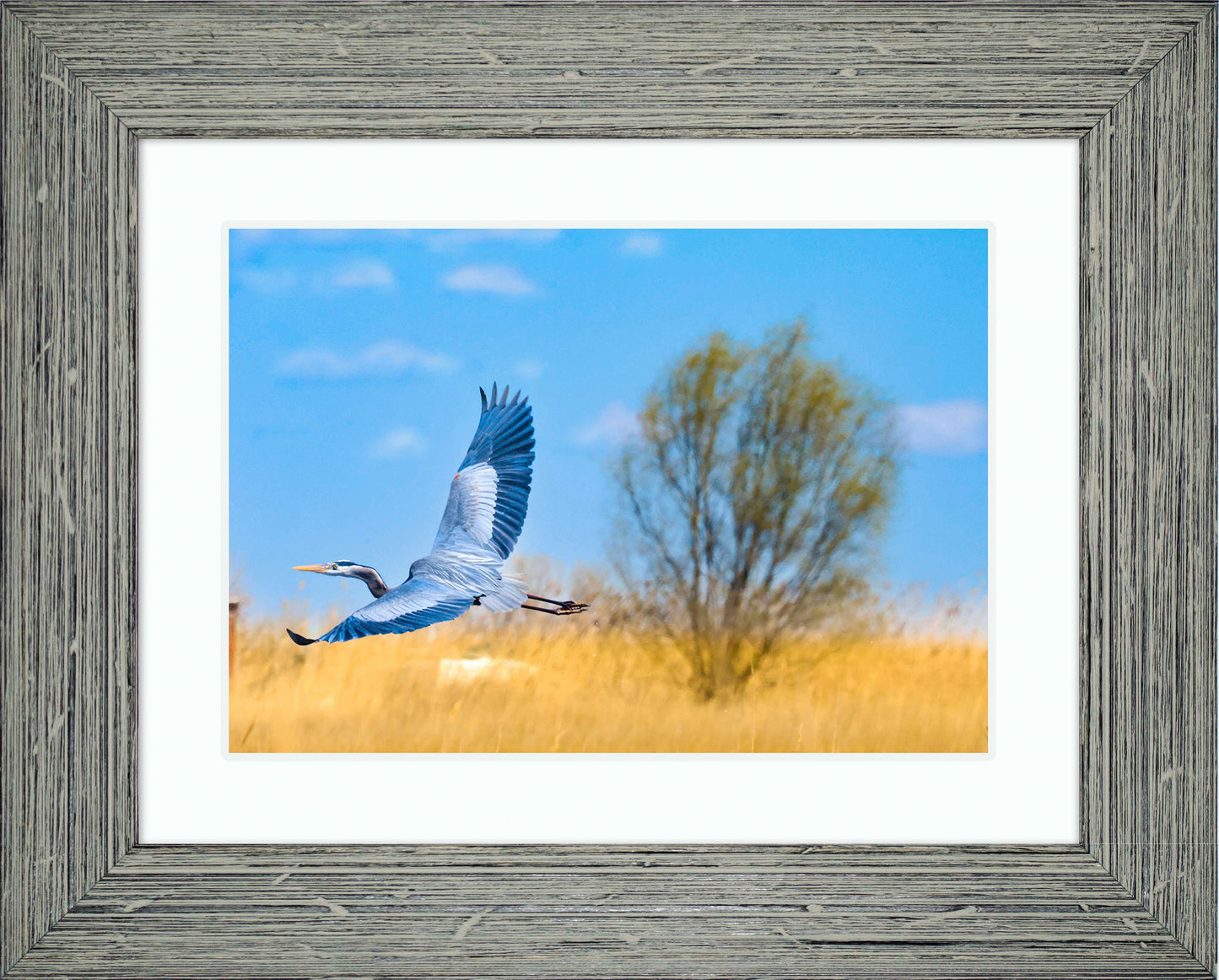 Messick Heron in Flight -- Digital Print