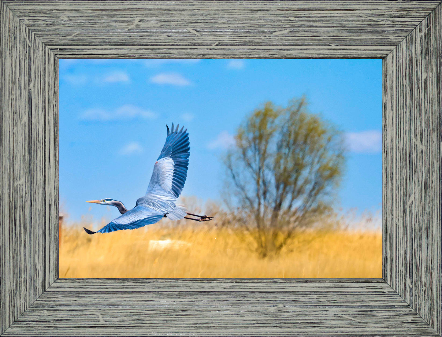 Messick Heron in Flight -- Digital Print