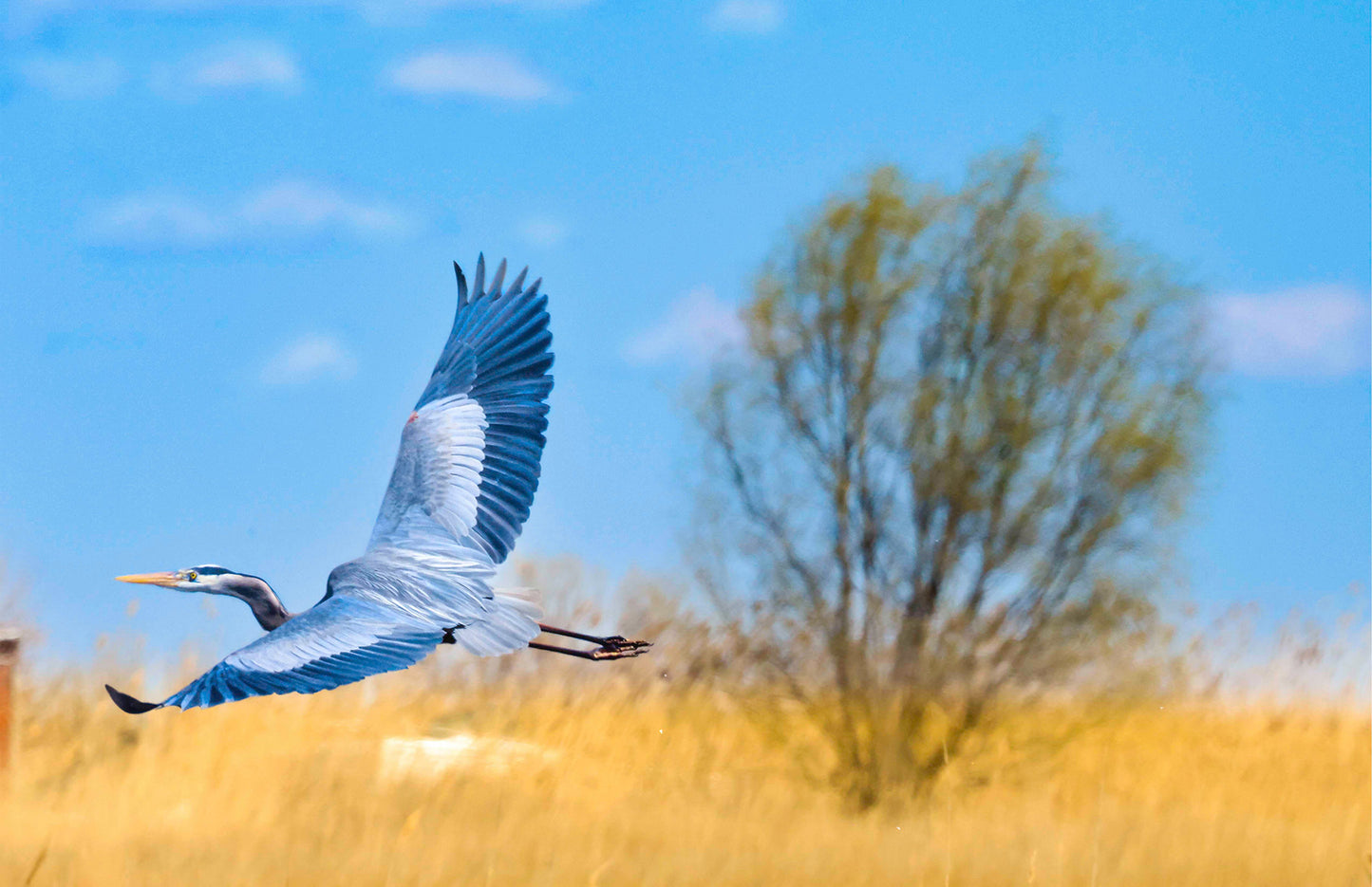 Messick Heron in Flight -- Digital Print