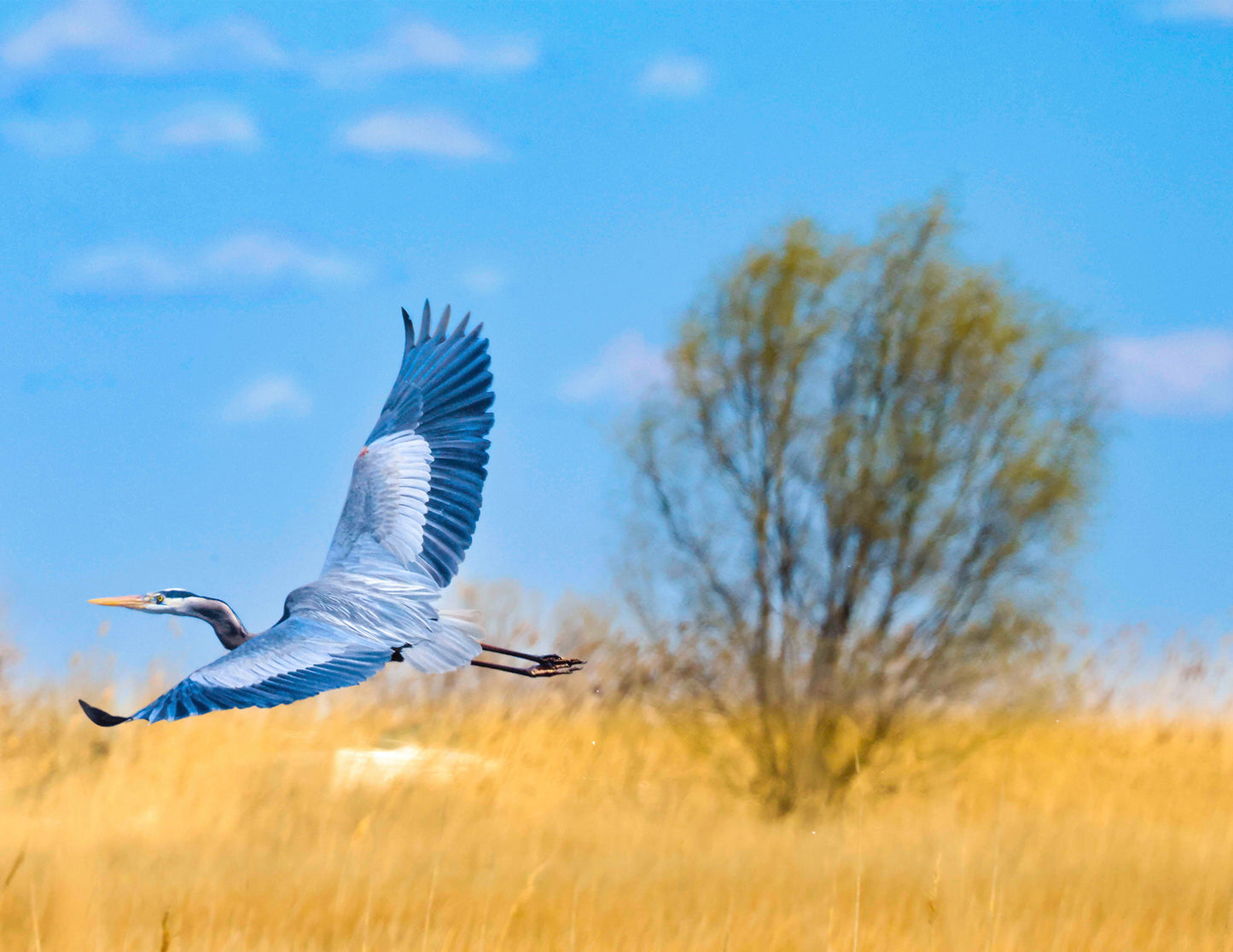 Messick Heron in Flight -- Digital Print