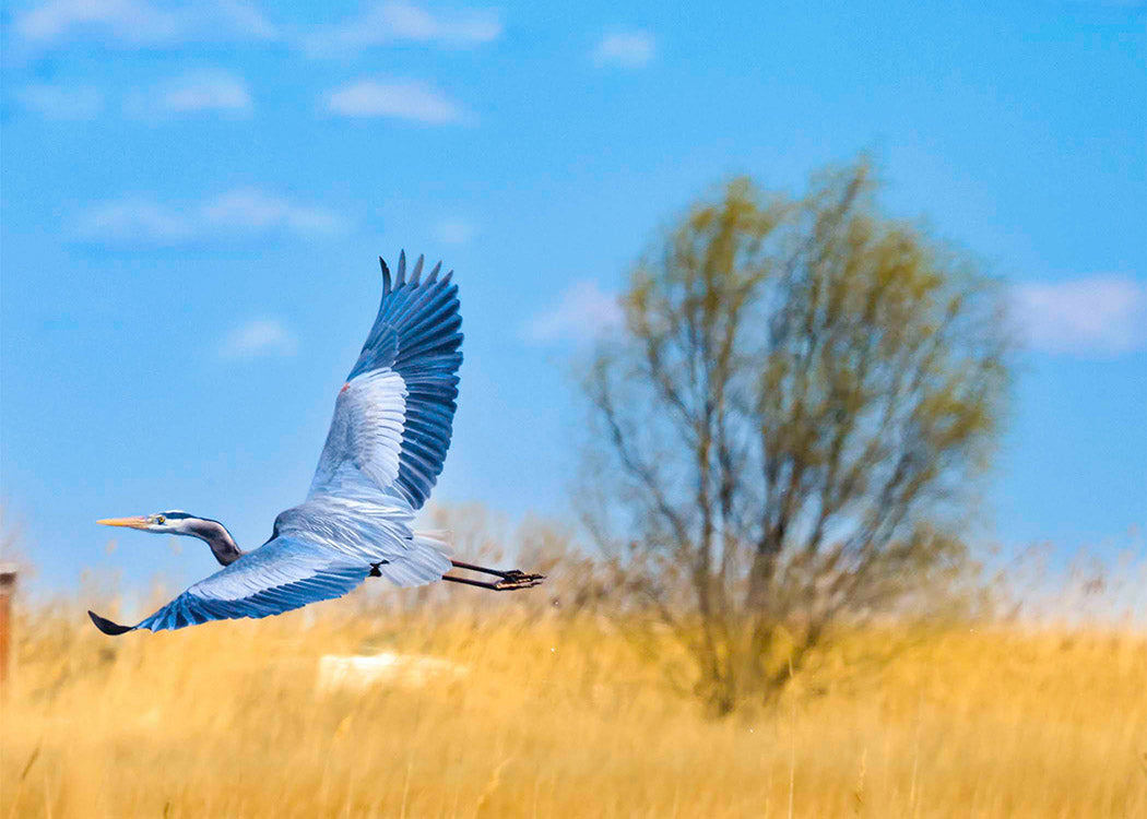 Messick Heron in Flight -- Digital Print