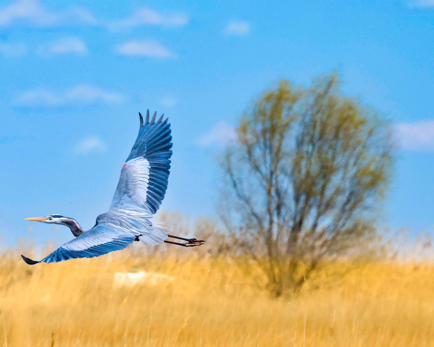 Messick Heron in Flight -- Digital Print