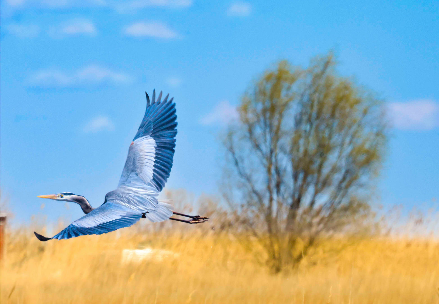 Messick Heron in Flight -- Digital Print