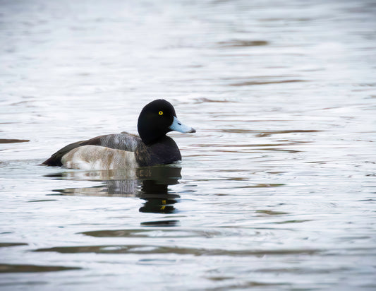 Muddy Blue Bill -- HD Metal