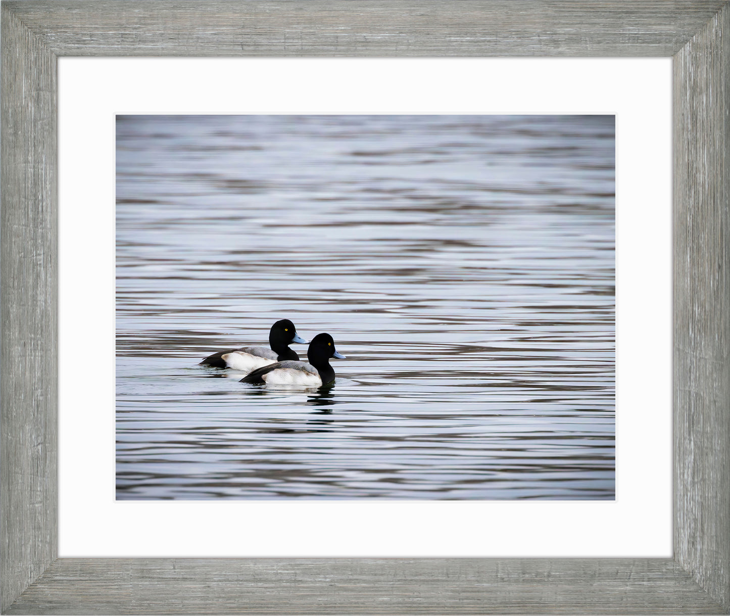 Pair of Blue Bill Drakes #1