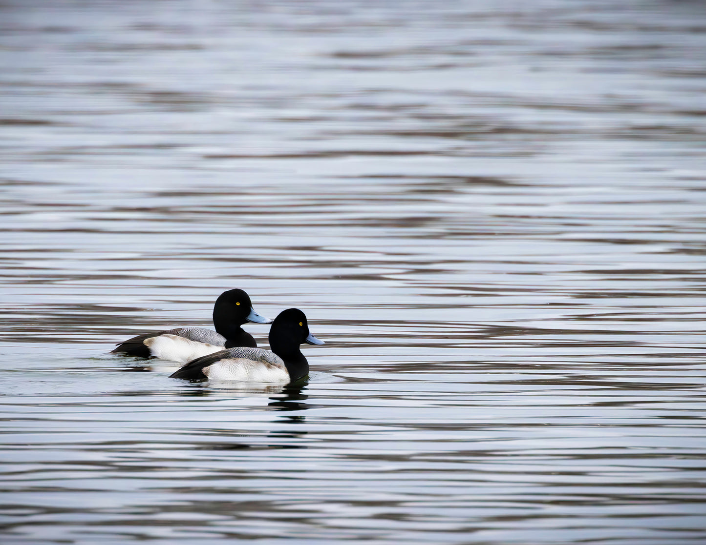Pair of Blue Bill Drakes #1 -- HD Metal