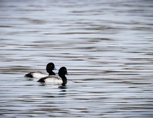 Pair of Blue Bill Drakes #1 -- HD Metal