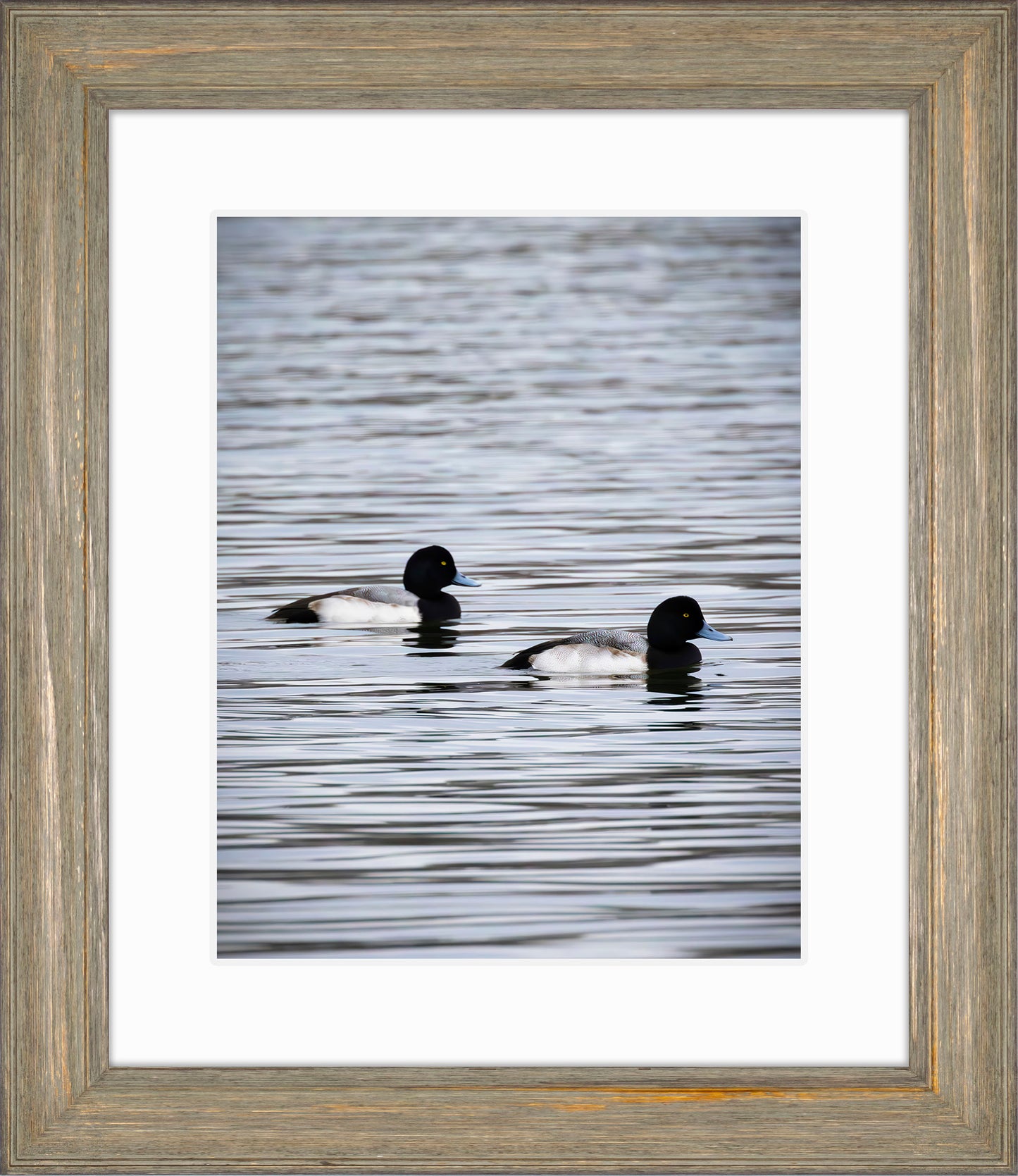 Pair of Blue Bill Drakes #2