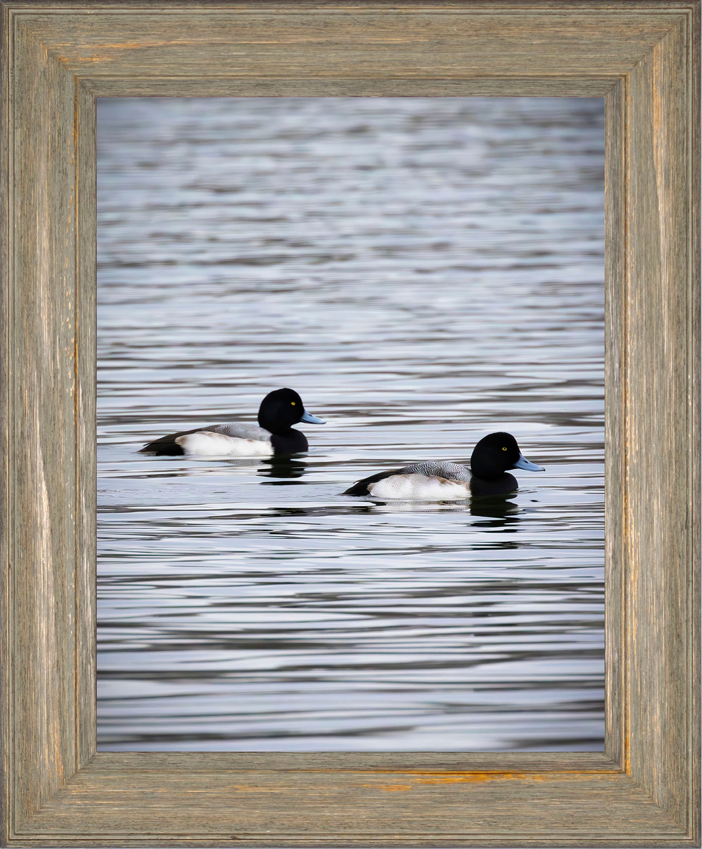 Pair of Blue Bill Drakes #2