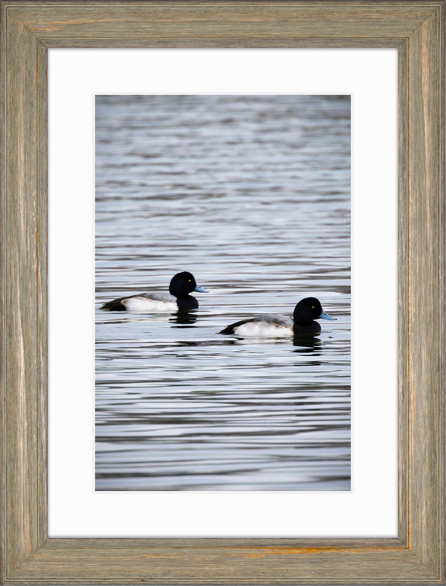 Pair of Blue Bill Drakes #2