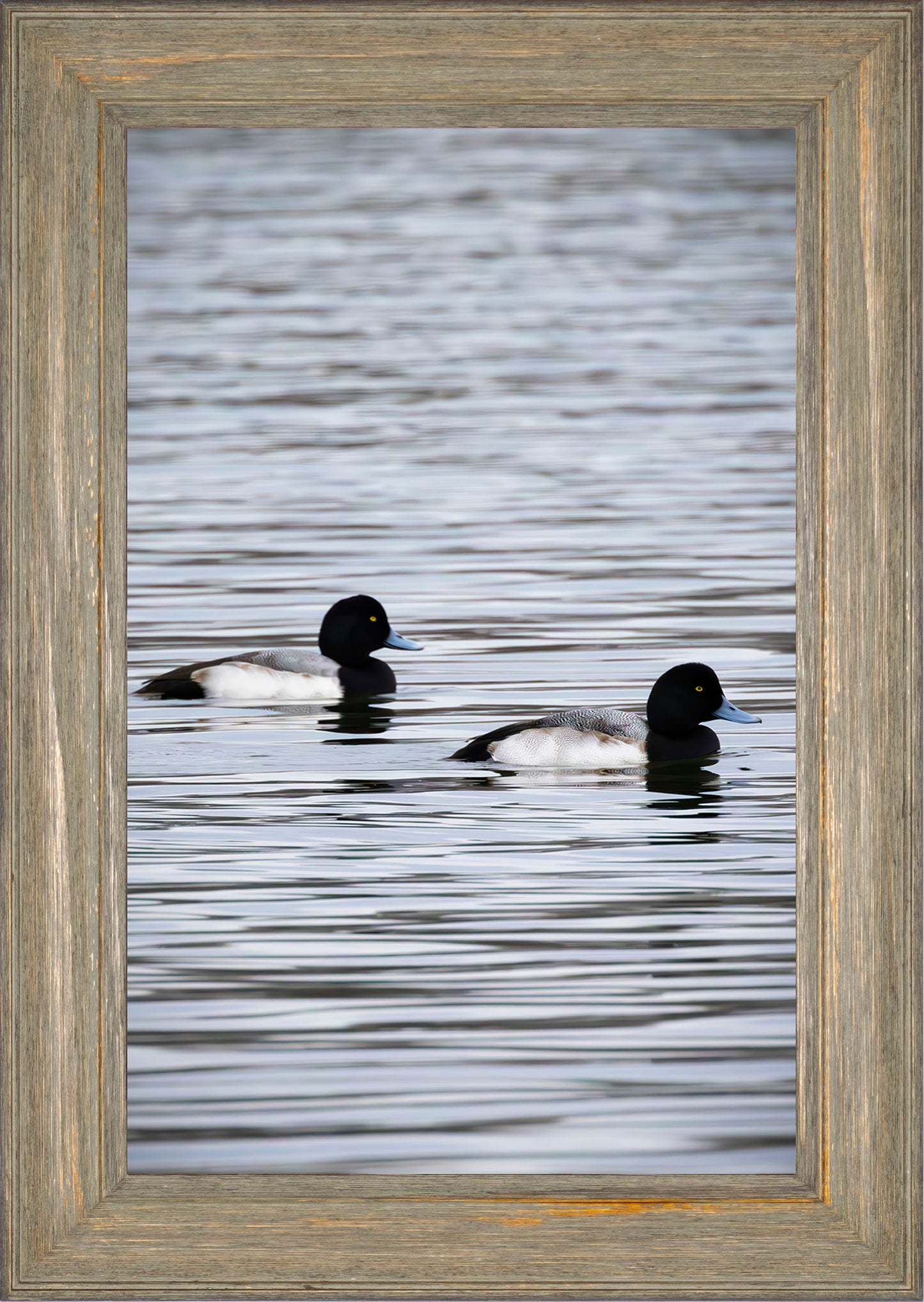 Pair of Blue Bill Drakes #2