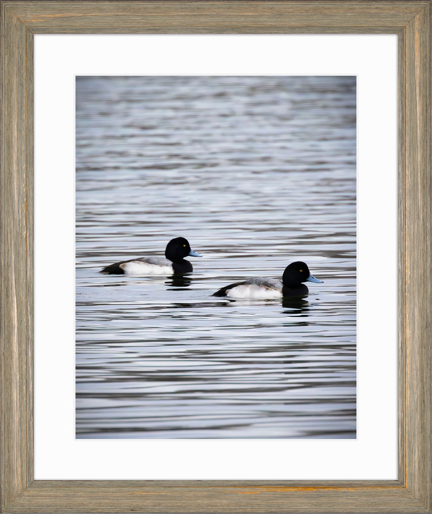 Pair of Blue Bill Drakes #2