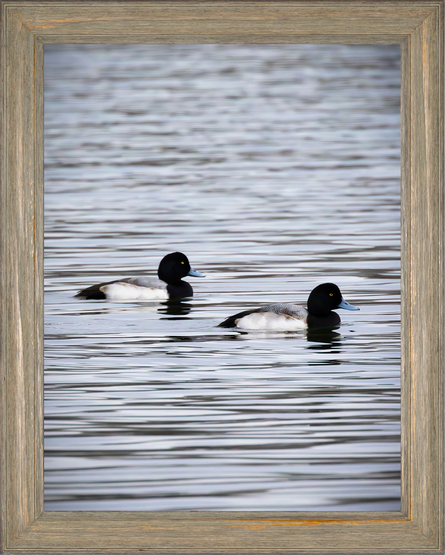 Pair of Blue Bill Drakes #2