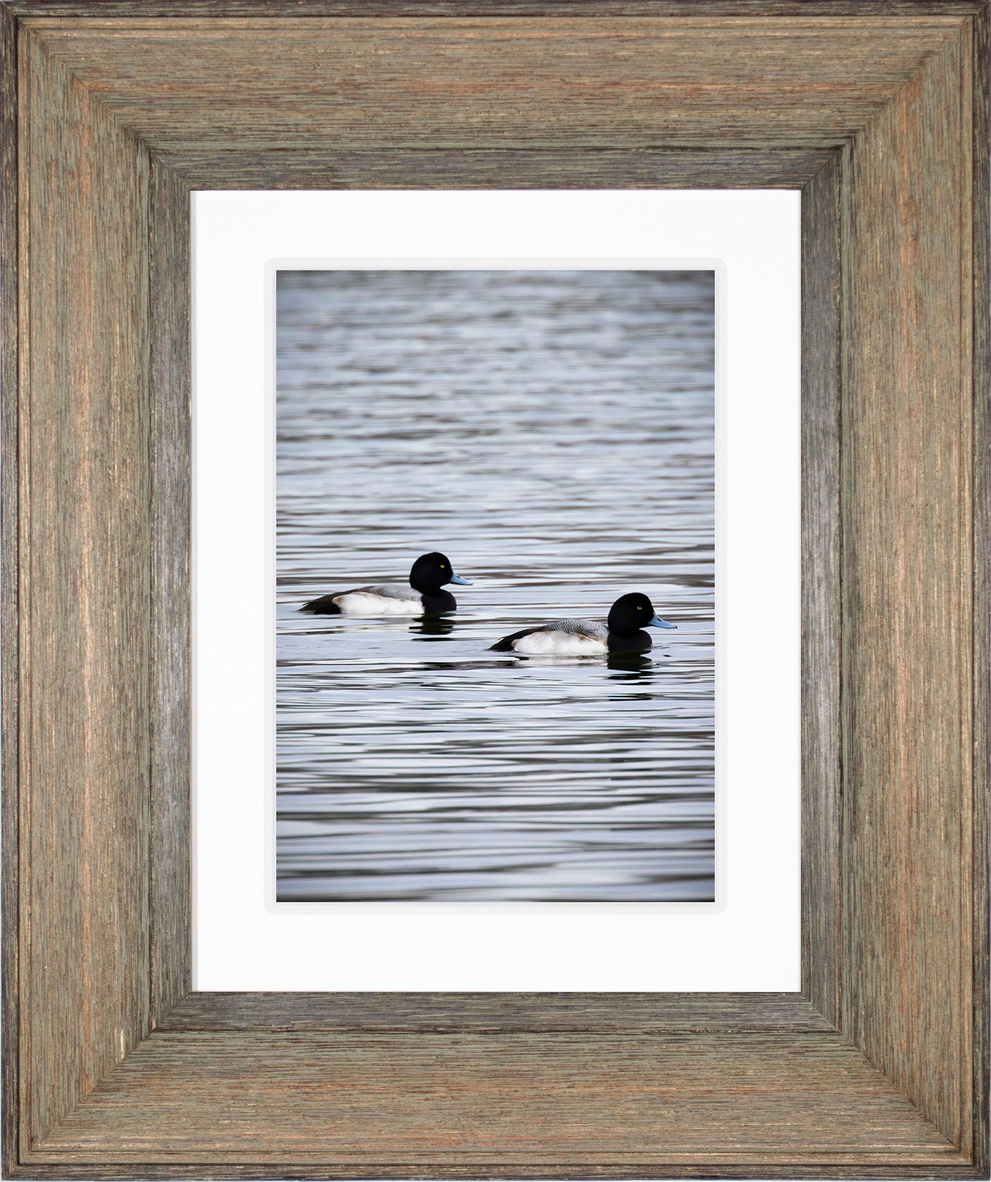 Pair of Blue Bill Drakes #2