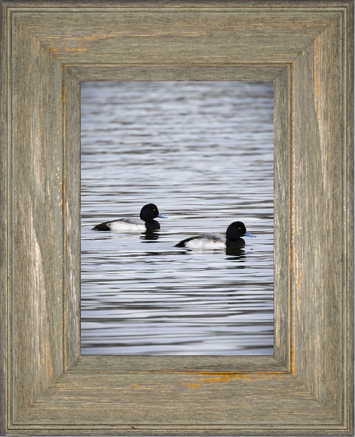 Pair of Blue Bill Drakes #2